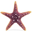 Звезда морская большая, 160*160*30мм